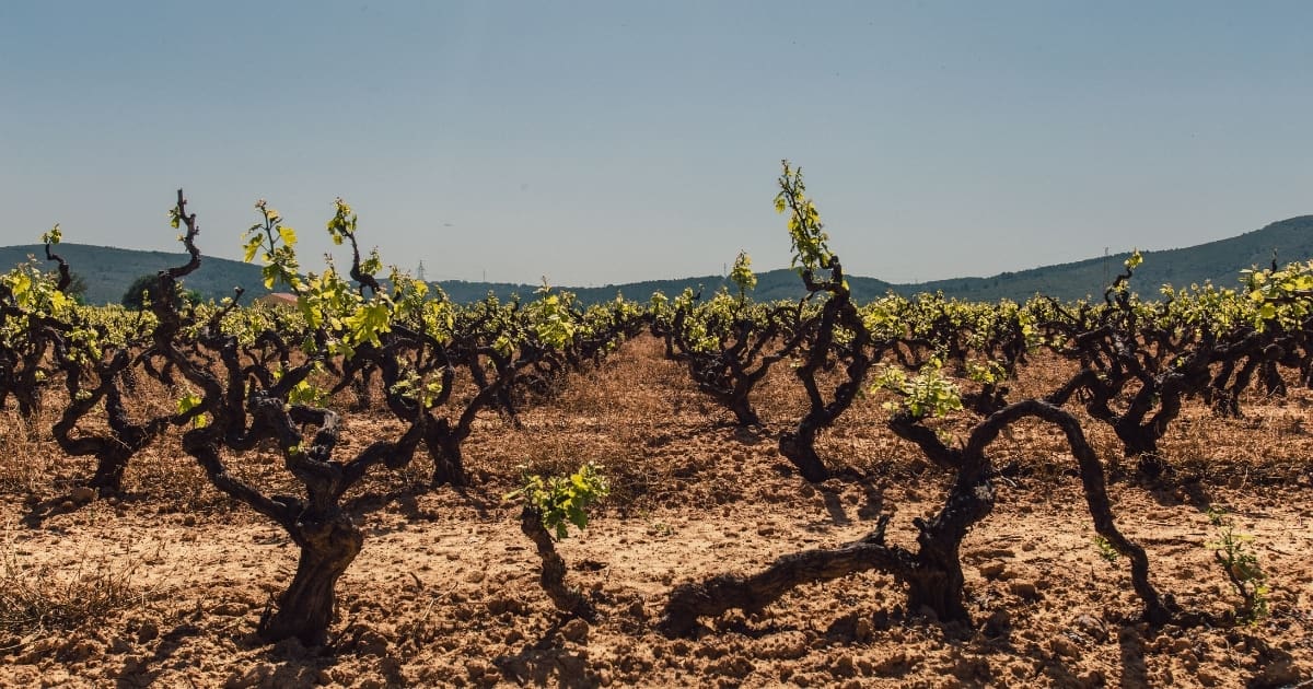 De Invloed van Terroir op de Smaak van Wijn