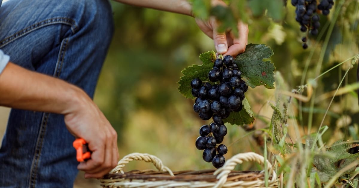 Het Geheim Achter Biodynamische en Organische Wijnbouw